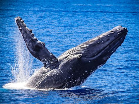 Premium Whale Watch Tour in Maui | Teralani Sailing Adventures