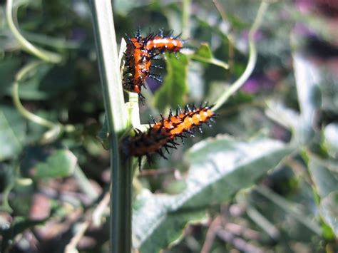 Gardening for Butterflies: Gulf Fritillary Butterfly - Host plant Passion Flower Vine