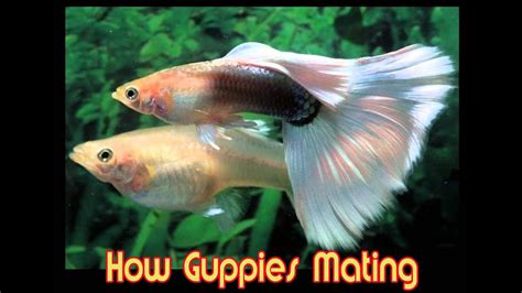 Guppy Fish Breeding Video