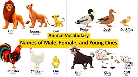 Animal Vocabulary: Names of Male, Female, and the Young Ones - YouTube