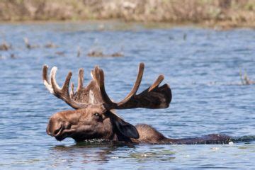 Can Moose Swim? Exploring Their Aquatic Adventures - Animal Hype