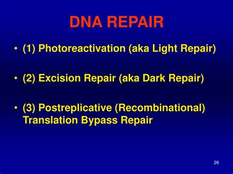 PPT - DNA Repair PowerPoint Presentation, free download - ID:6605352