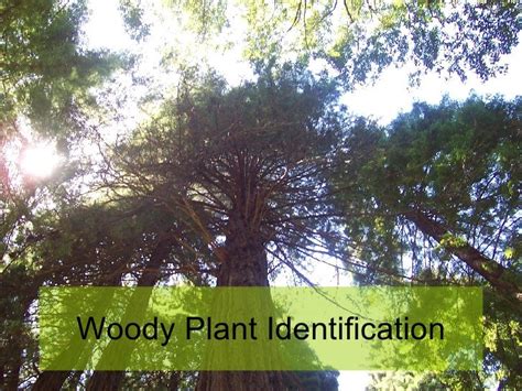 Woody Plant Identification