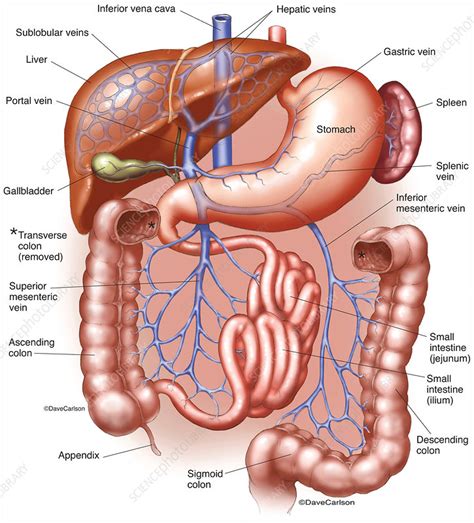 Hepatic Portal System