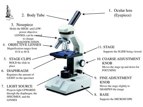 PPT - Microscope Basics PowerPoint Presentation, free download - ID:564940