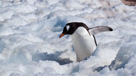 Penguin feathers help inspire new de-icing techniques - Philippine ...