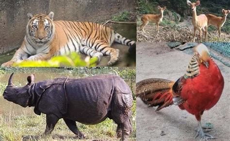 Guwahati Zoo Timing, Ticket Price and Address - Assam State Zoo