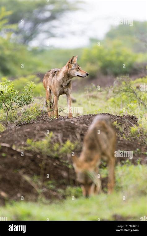 Indian grey wolf pack Stock Photo - Alamy