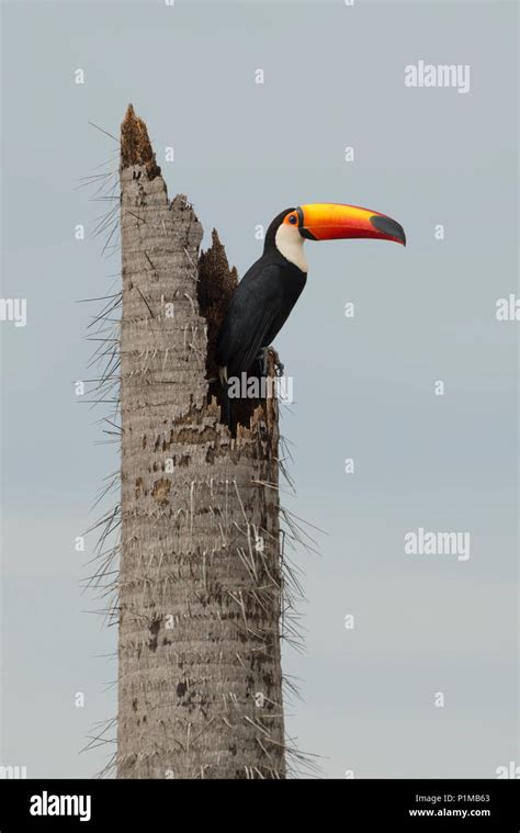 Ramphastos toco nest hi-res stock photography and images - Alamy