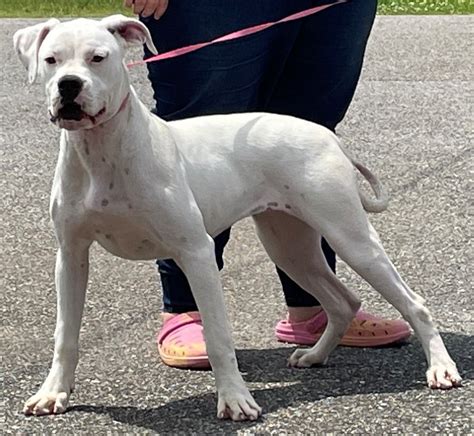 Young boxer is so afraid at shelter clings to volunteer for reassuring ...