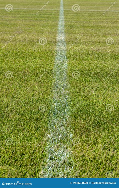 Grass on the soccer field stock photo. Image of color - 263604620