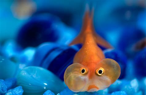 How to Photograph a Live Bubble Eye Goldfish by Emily K. Watson