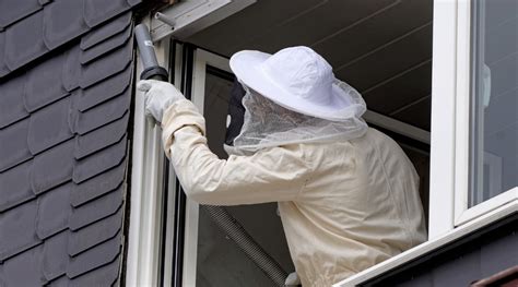 Hornet Nest Removal: How To Get Rid Of Hornets Safely and Easily