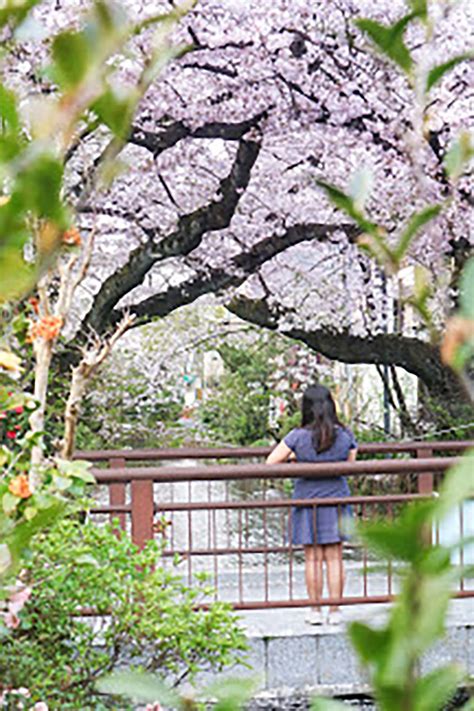 Top 5 Sakura Spots in Kyoto - Free Walking Tours in Kyoto | Best ...