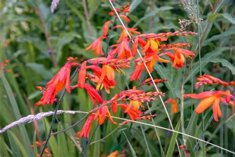 15 Knockout Crocosmia Varieties With Advice From An Experienced Grower | Horticulture Magazine