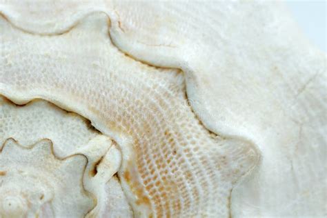 Texture of a White Seashell Close-up, Sea Shell Macro Stock Photo - Image of twisted ...