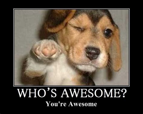 Youre Awesome Meme Dog