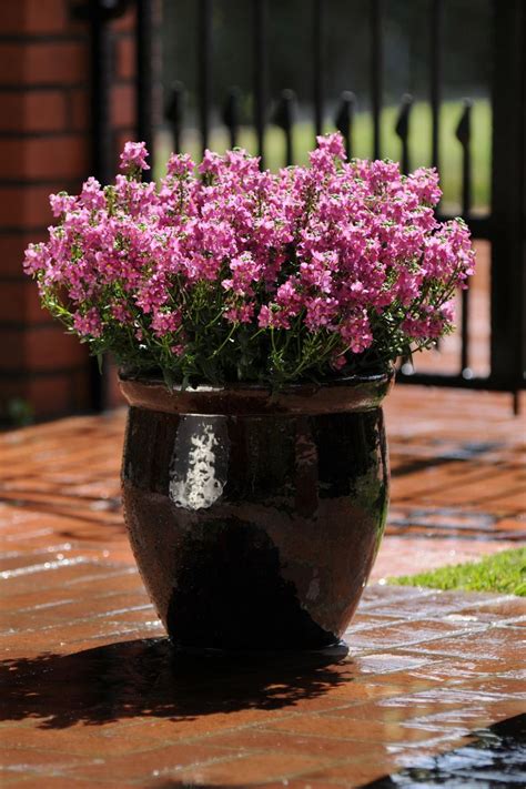 10 Container Gardening Ideas - Best Plants for Containers