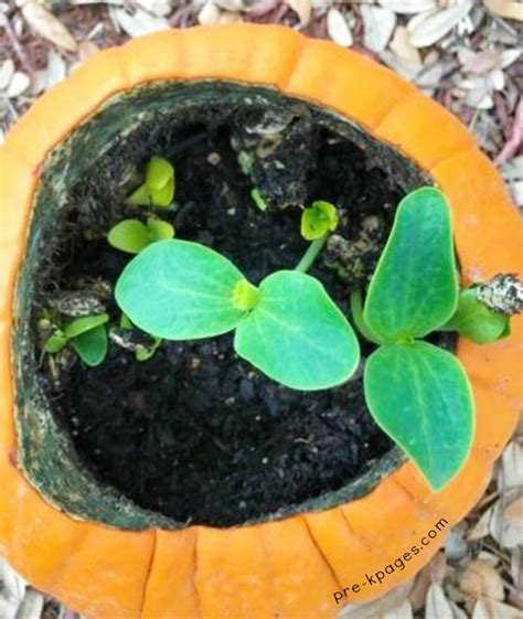 Planting Pumpkin Seeds In A Pumpkin Preschool Activity