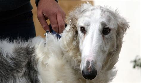 Halo – 15 month old male Borzoi dog for adoption