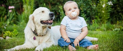 Preparing Your Dog for a New Baby | Four Paws