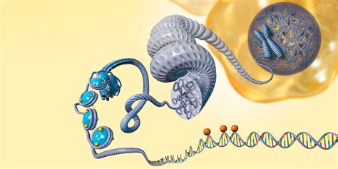 Epigenetik Mekanizması ile Yeni Nöron Oluşumu Düzenleniyor - Sinirbilim