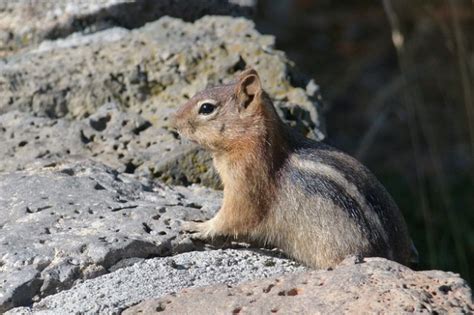 How To Identify Chipmunk Damage