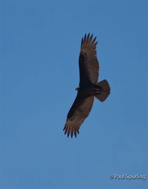 Turkey Vulture (Cathartes aura) in Explore Raptors: Facts, habitat, diet | The Peregrine Fund