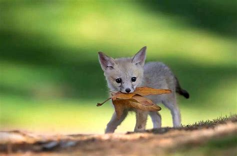 Baby Fennec Foxes (x-post aww) : foxes