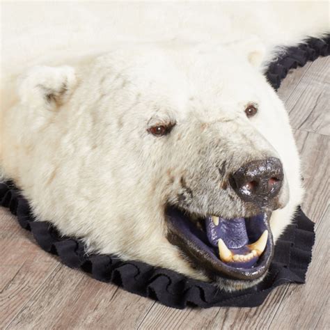 Shop for 8 Foot (244cm) Polar Bear Rug 12250 at Bear Skin Rugs