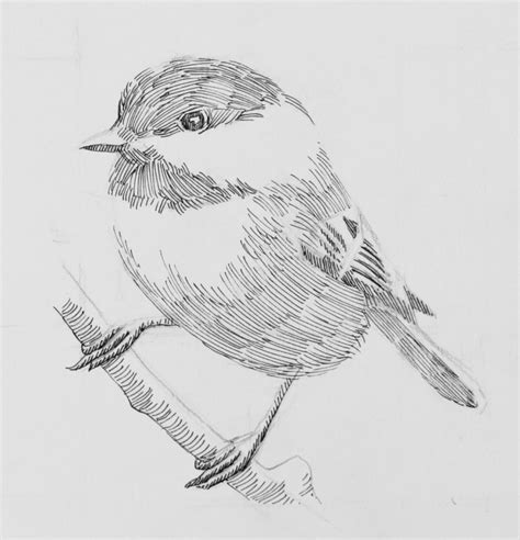 Step one of pen and ink demonstration by Barry Coombs | Pen art drawings, Ink pen art, Bird ...