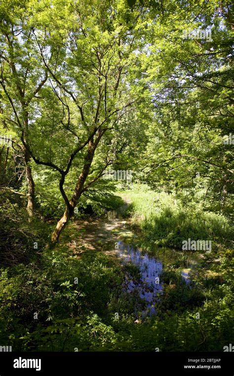 Chalk stream england hi-res stock photography and images - Alamy