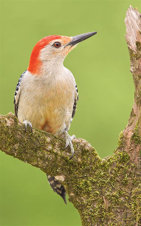 Minnesota's woodpeckers | Minnesota DNR