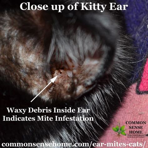An easy, non-toxic home remedy for ear mites in cats, plus answers to common cat ear mite ...