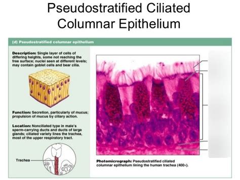 Ciliated Columnar Epithelium Diagram