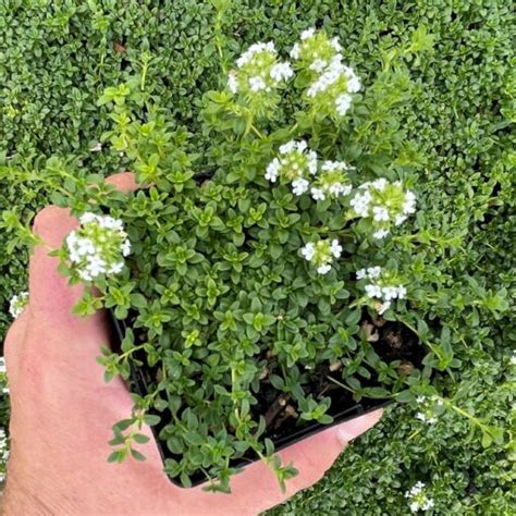 Thymus citriodorus 'Lemon Frost' - Creeping Thyme (3.5" Pot) | Little ...