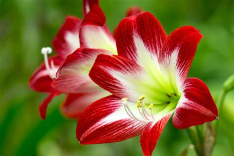 Amaryllis Care: Easy Indoor Care Tips - Indoor Plant Center