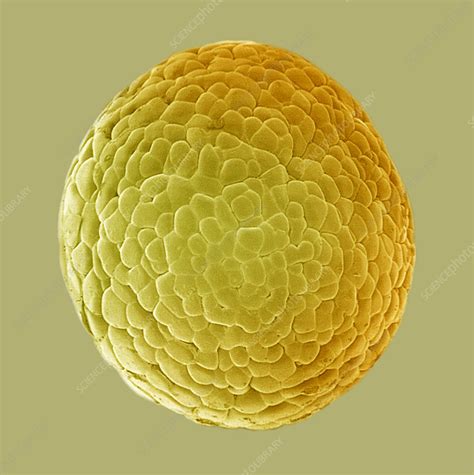 Blastula stage of Frog development. SEM - Stock Image C005/2031 ...