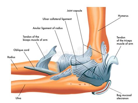 Elbow Tendons Anatomy - Anatomy Book