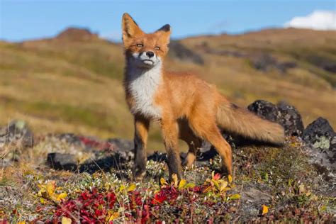 Kamchatka Photography Tour - Capture Earths Untouched Paradise