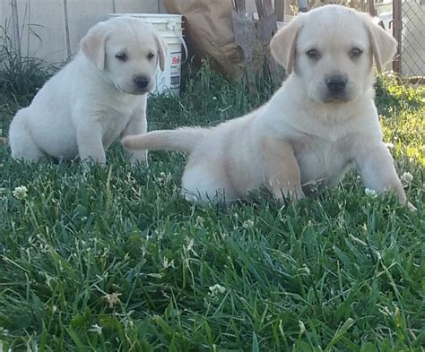 Labrador Retriever Puppies For Sale | Ravenwood, MO #220927