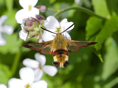 Broad-bordered Bee Hawk-moth | Butterfly Conservation