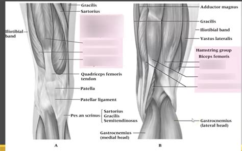 Quadriceps & Hamstrings Diagram | Quizlet