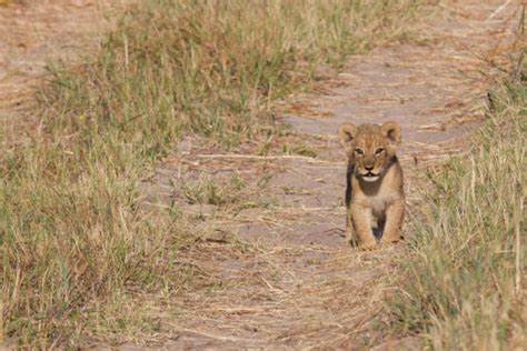 Video: Cecil the lion's adorable grandcubs - Africa Geographic