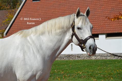 Running Rough Shod: Tapit, Saturday Star