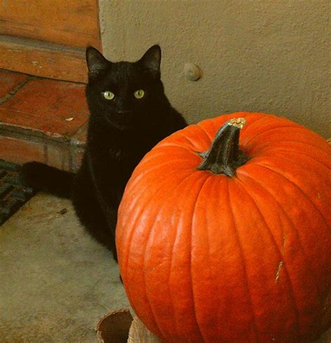 Black Cat Pumpkin | Hard to get a photo of a black cat, so I… | Flickr