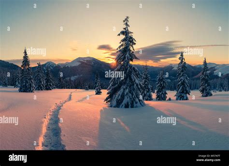 Dramatic wintry scene with snowy trees Stock Photo - Alamy