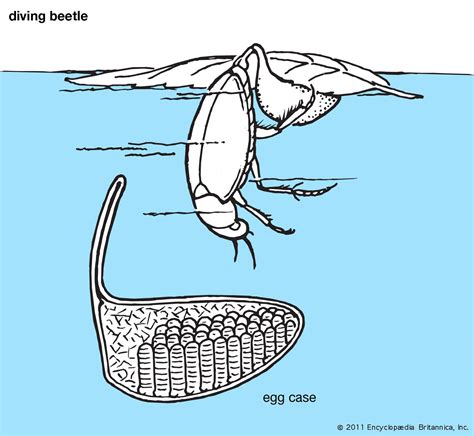 Predaceous diving beetle | Aquatic, Carnivorous, Larvae | Britannica