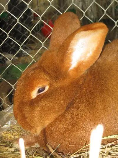 New Zealand Rabbit: White and Red Breed, Facts, Lifespan & More – Rabbit Care Blog