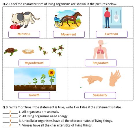 Characteristics Of Living Things Worksheet – Imsyaf.com